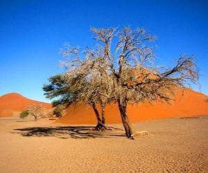 Puzzle Δέντρα στην έρημο